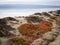 Succulent plants on a berm along the east bay shoreline