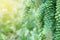 Succulent Plants, Burro's Tail, Sedum burrito on Blurred Greenery Background