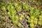 Succulent plants, cactus, Stone rose in flower bed in botanical garden. Beauty in nature. Close-up.