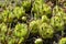 Succulent plants, cactus, Stone rose in flower bed in botanical garden. Beauty in nature. Close-up.