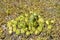 Succulent plants, cactus, Stone rose in flower bed in botanical garden. Close-up.