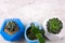 succulent plants in concrete pots