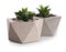 Succulent plants in concrete pots isolated