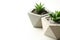 Succulent plants in concrete pots on table, closeup. Space for text