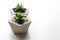 Succulent plants in concrete pots on table, closeup. Space for text