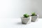 Succulent plants in concrete pots on table. Space for text
