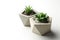 Succulent plants in concrete pots on white table