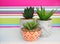 Succulent plants in decorative pots on white table. Striped colorful wall on background