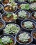 Succulent plants (echeveria) in the nursery greenhouse