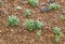 Succulent plants echeveria in the nursery greenhouse