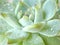 succulent plants Echeveria water drops  Ghost-plant  cactus desert plants with blurred background  macro image  soft focus