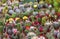 Succulent Plants Exposed To The Market