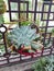 Succulent plants in a golden hanging basket, Adromischus poellnitsianus.