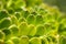 Succulent plants green texture