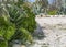 Succulent plants growing in the garden on a sunny day. Beautiful Aeonium or tree houseleek and cactus. Garden stone walkway