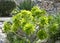 Succulent plants growing in the garden on a sunny day. Beautiful Aeonium or tree houseleek in sunlight