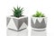 Succulent plants in handmade concrete planters on white background