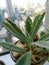 Succulent plants indoor have fresh green color beautiful shape behind the window.