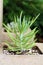 Succulent plants inside center blocks in a succulent garden