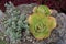 Succulent Plants Landscape