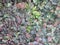 succulent plants in large patch of vines with red and green waxy