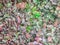 succulent plants in large patch of vines with red and green waxy