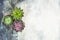 Succulent plants Minimal floral flat lay