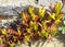 Succulent plants on the Ocean Coast