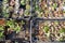 Succulent plants in pots for sale in street market, Many different cactus in flower pots mix selling in flowers store, top view. G