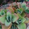 Succulent plants with small green buds on tip of leaves
