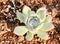 Succulent plants: stone lotus