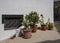 Succulent plants in terracotta flowerpots in the coastal village of l Puertito