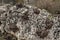 Succulent plants with thick red leaves on a limestone boulder