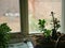 Succulent Plants in Windowsill on Gloomy Rainy Day