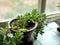 Succulent Plants in Windowsill on Gloomy Rainy Day