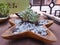 Succulent plants in a wooden star-shaped plate
