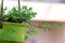 Succulent portulaca plant in hanging pot