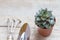 Succulent in a pot closeup on a gray wooden background. Nearby is a scapula and rake, tools for the gardener. Transplant, gardenin