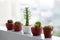 Succulent pots decoration