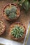 Succulent pots for home or office decoration