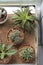 Succulent pots for home or office decoration