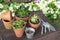 succulent potted and gardening equipment on wooden table i