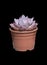 Succulent purple cactus plant in pot isolated