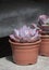 Succulent purple cactus plants in pots
