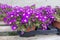 Succulent purple flowers Messem Pendulina