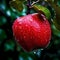 Succulent red apple, adorned with glistening droplets