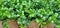 Succulent,Sedum Confusum Mexican Stonecrop,grows as a bushy subshrub