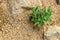 Succulent sedum flower planted in a rockery garden. Rock garden plant close up.