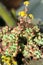 Succulent Sedum rubrotinctum