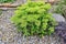 Succulent sedum unblown flower buds in alpine garden